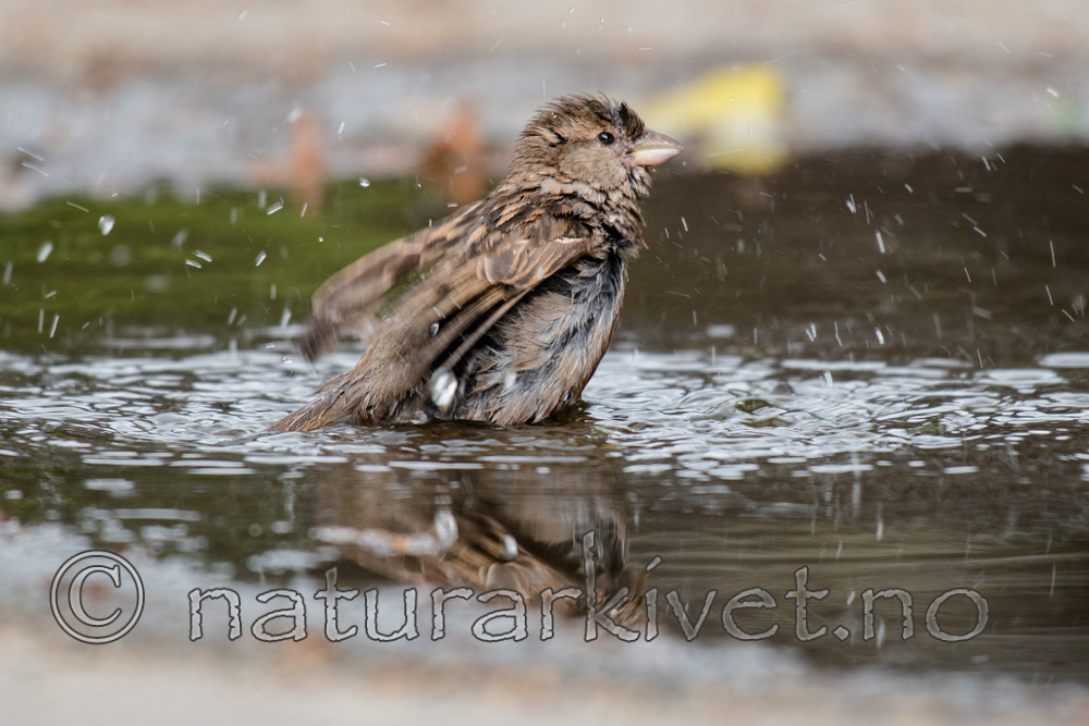 BB_20170613_0032 / Passer domesticus / Gråspurv
