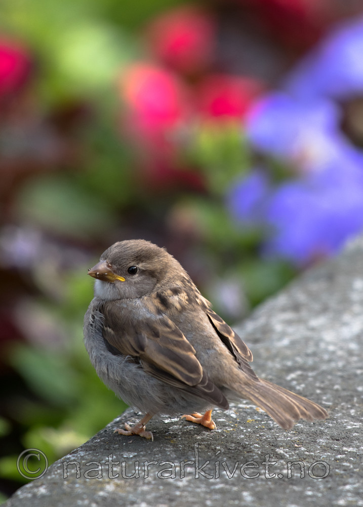 BB_20170614_0006 / Passer domesticus / Gråspurv