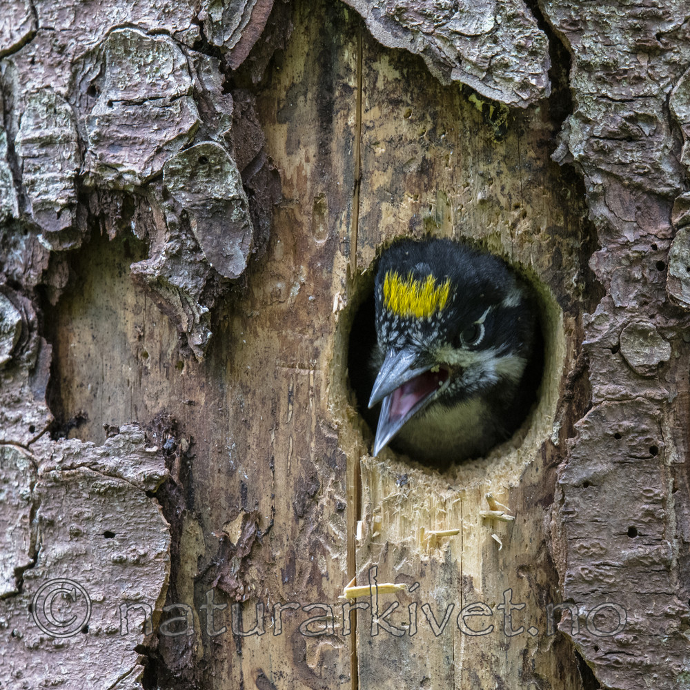 BB_20170615_0015 / Picoides tridactylus / Tretåspett