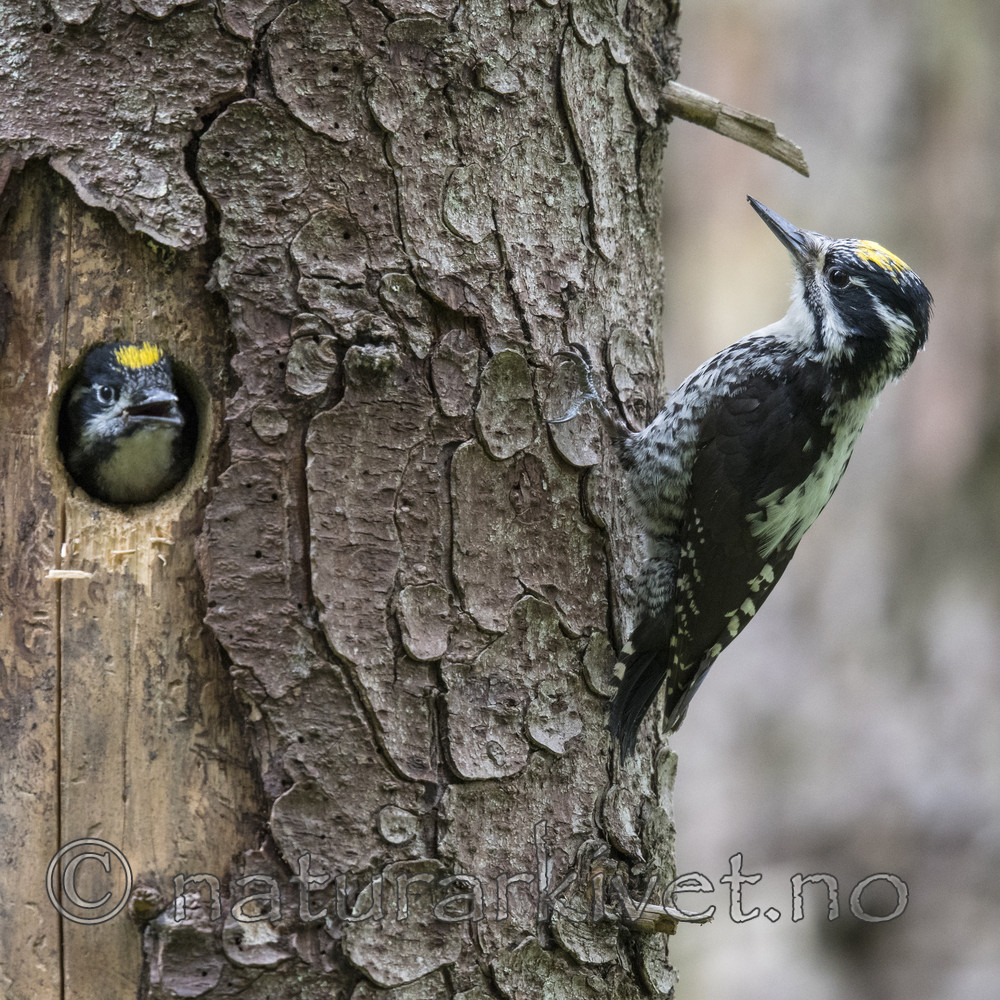 BB_20170615_0127 / Picoides tridactylus / Tretåspett