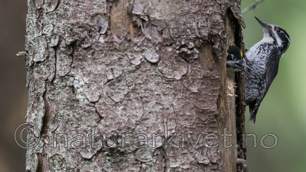 BB_20170615_0253 / Picoides tridactylus / Tretåspett
