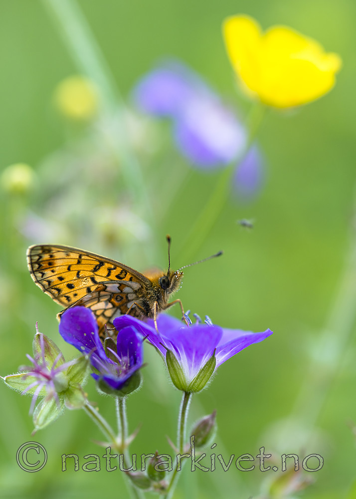 BB_20170617_0201 / Boloria selene / Brunflekket perlemorvinge <br /> Geranium sylvaticum / Skogstorkenebb