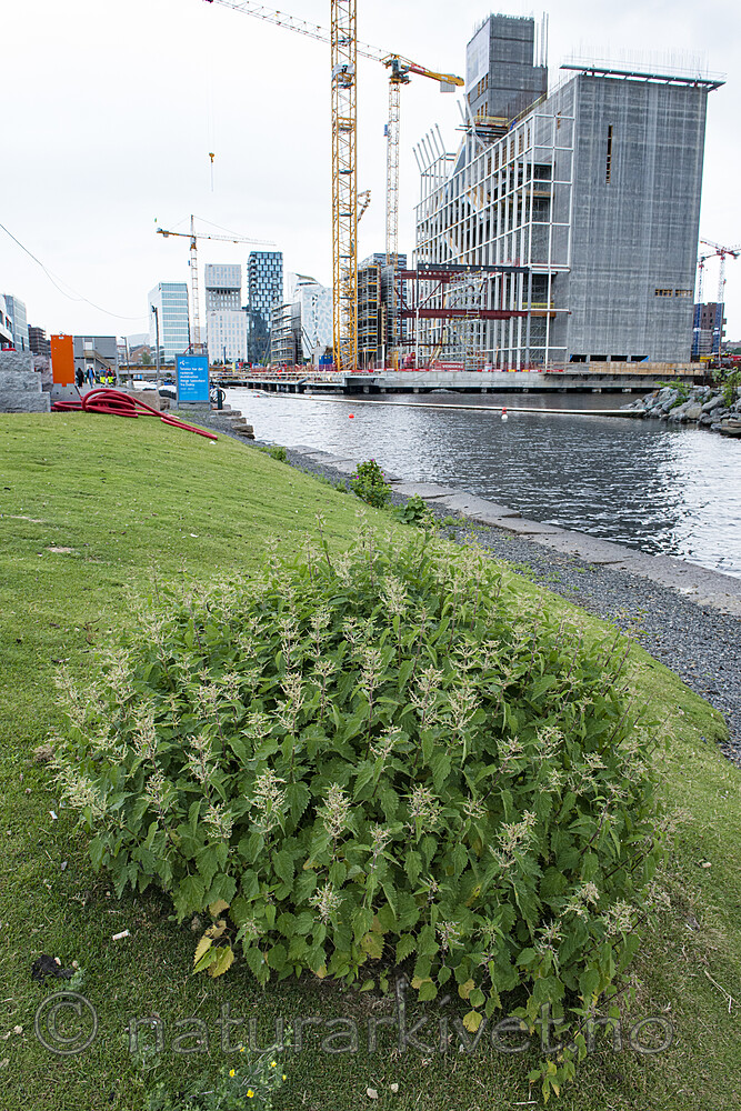 BB_20170619_0069 / Urtica dioica / Stornesle