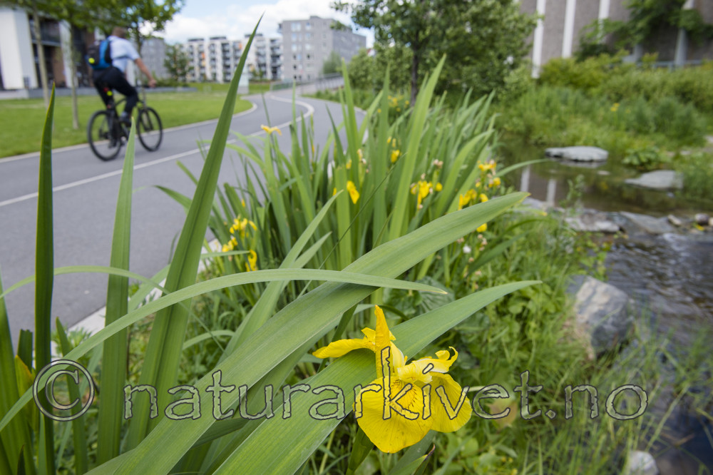 BB_20170620_0085 / Iris pseudacorus / Sverdlilje