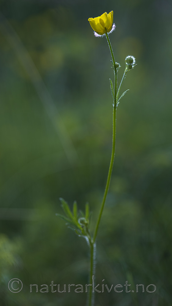 BB_20170621_0023 / Ranunculus polyanthemos / Krattsoleie