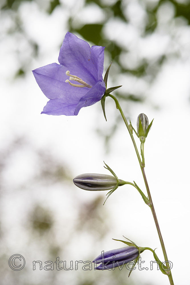 BB_20170622_0047 / Campanula persicifolia / Fagerklokke