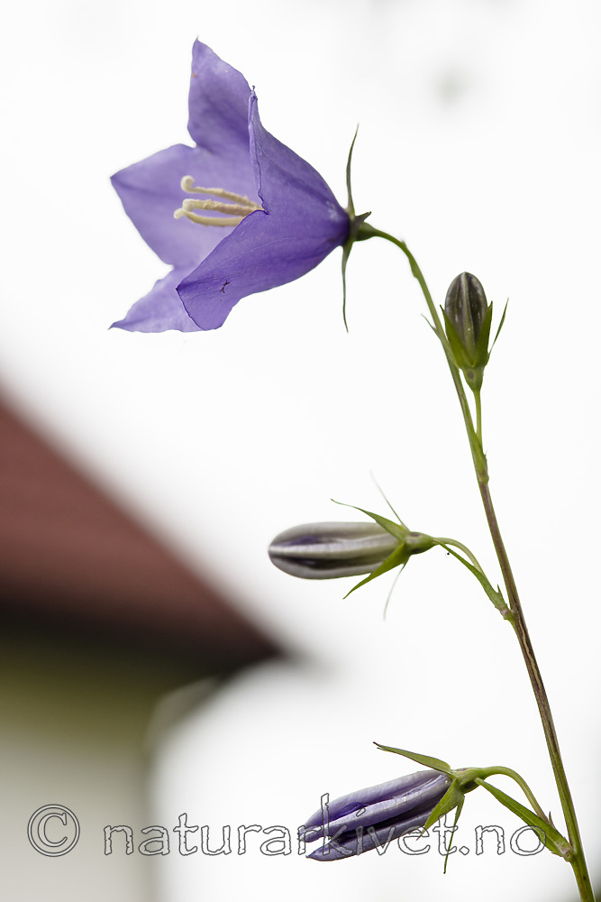 BB_20170622_0052 / Campanula persicifolia / Fagerklokke
