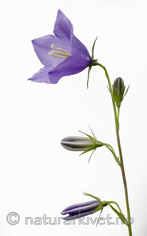 BB_20170622_0056 / Campanula persicifolia / Fagerklokke