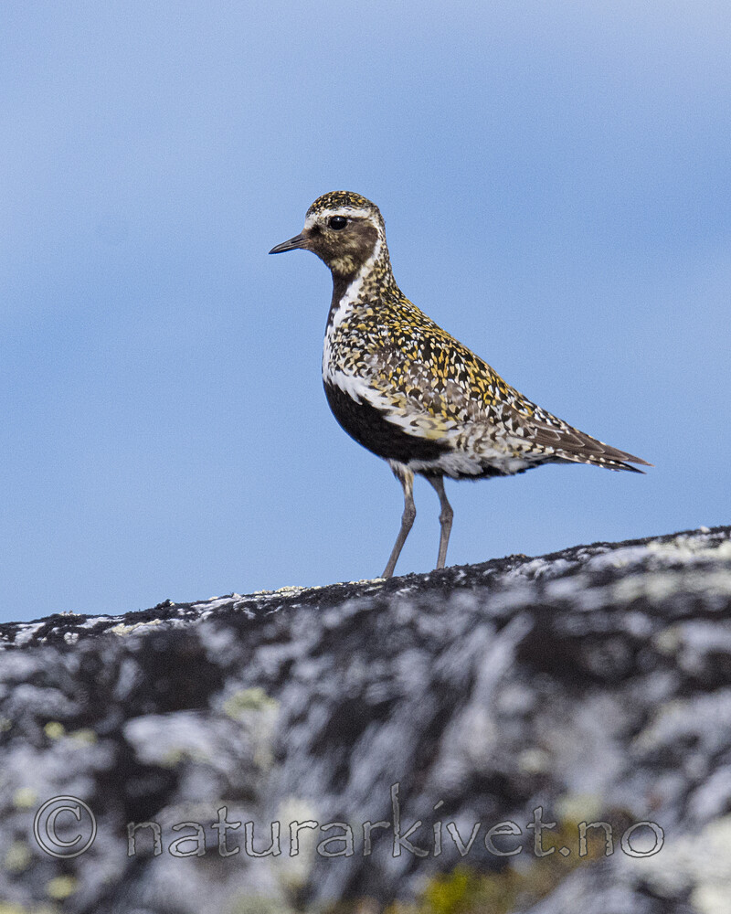 BB_20170625_0070 / Pluvialis apricaria / Heilo