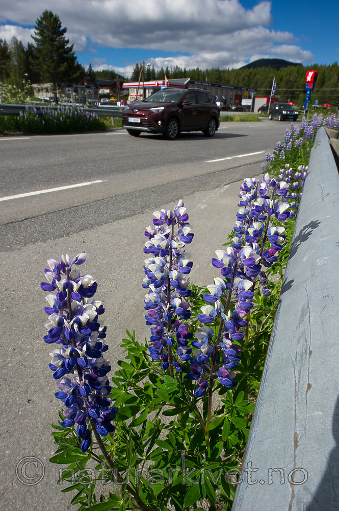 BB_20170626_0031 / Lupinus nootkatensis / Sandlupin