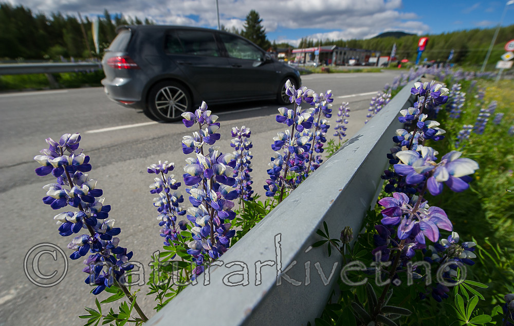 BB_20170626_0034 / Lupinus nootkatensis / Sandlupin