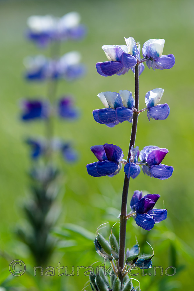 BB_20170626_0054 / Lupinus nootkatensis / Sandlupin