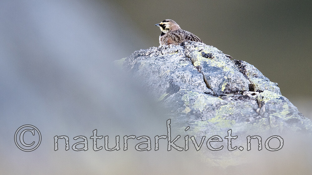 BB_20170626_0221 / Eremophila alpestris / Fjellerke