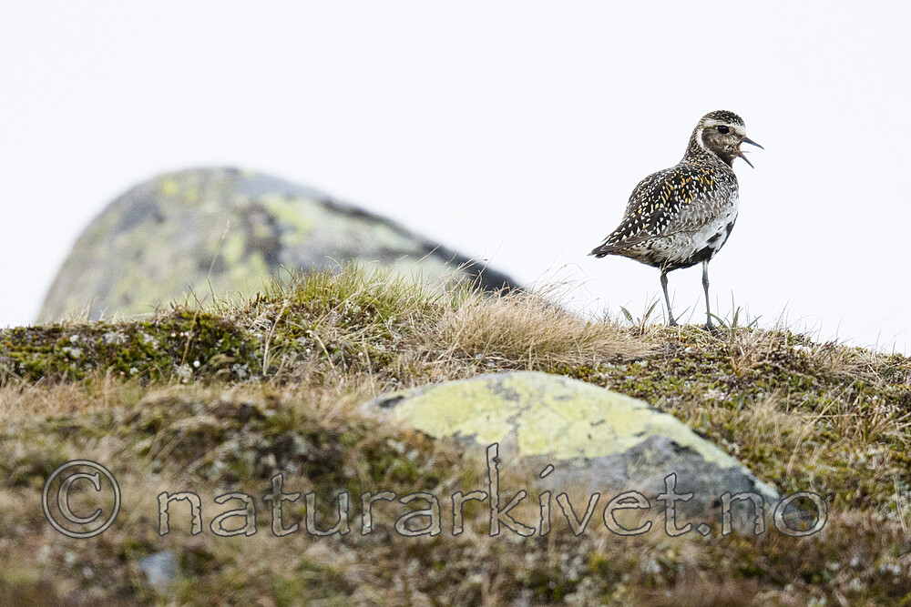BB_20170626_0262 / Pluvialis apricaria / Heilo
