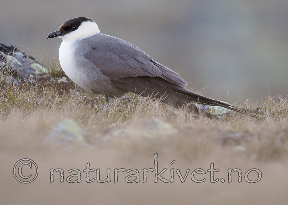 BB_20170626_0369 / Stercorarius longicaudus / Fjelljo