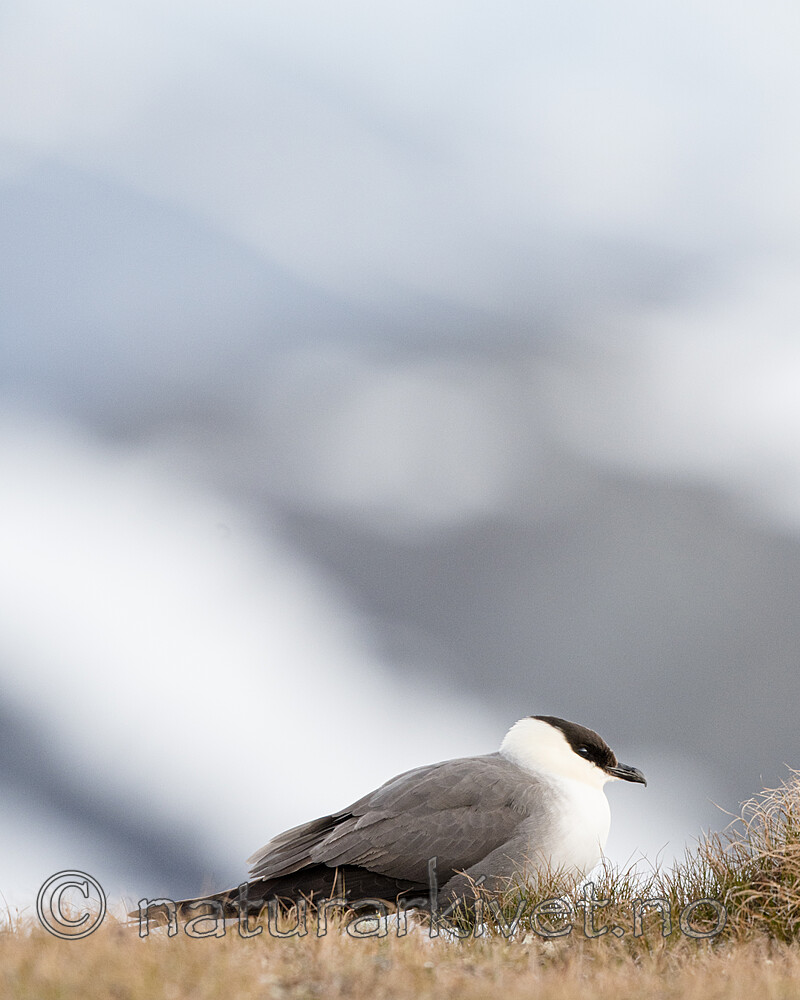 BB_20170626_0414 / Stercorarius longicaudus / Fjelljo