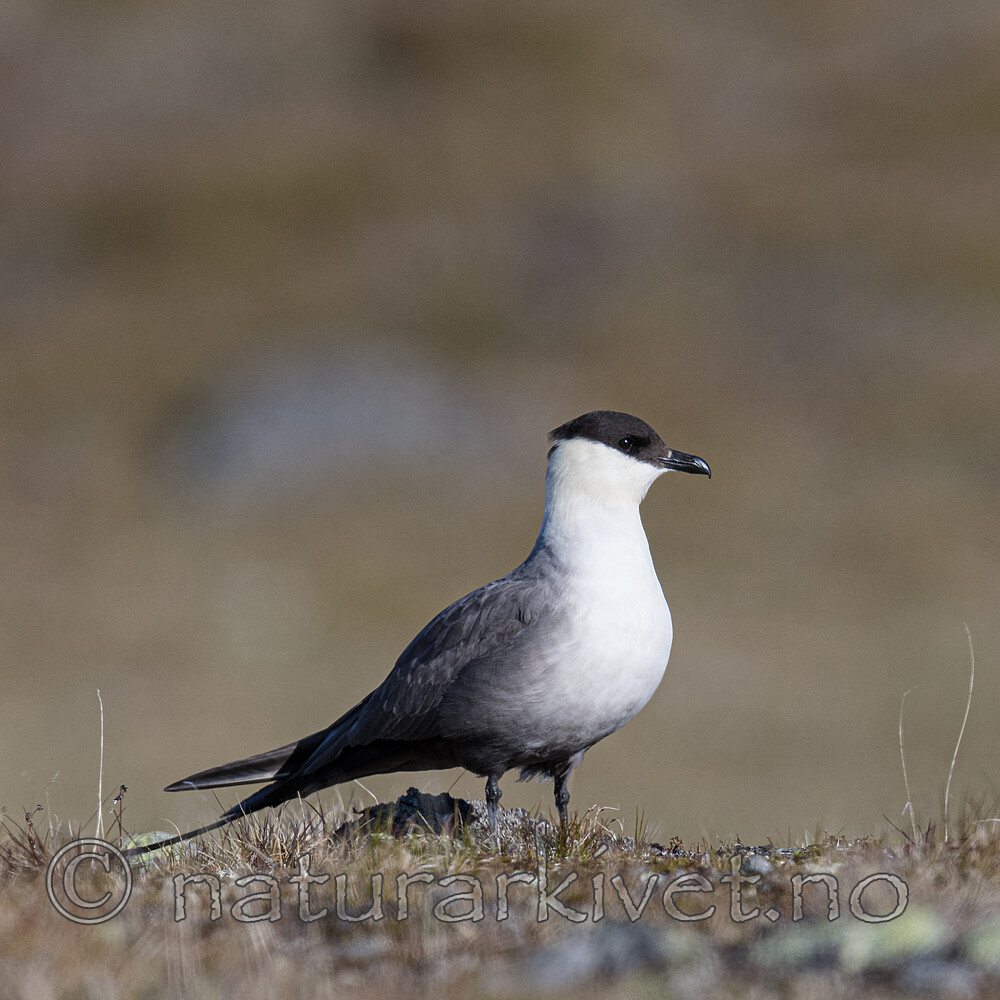 BB_20170627_0189 / Stercorarius longicaudus / Fjelljo