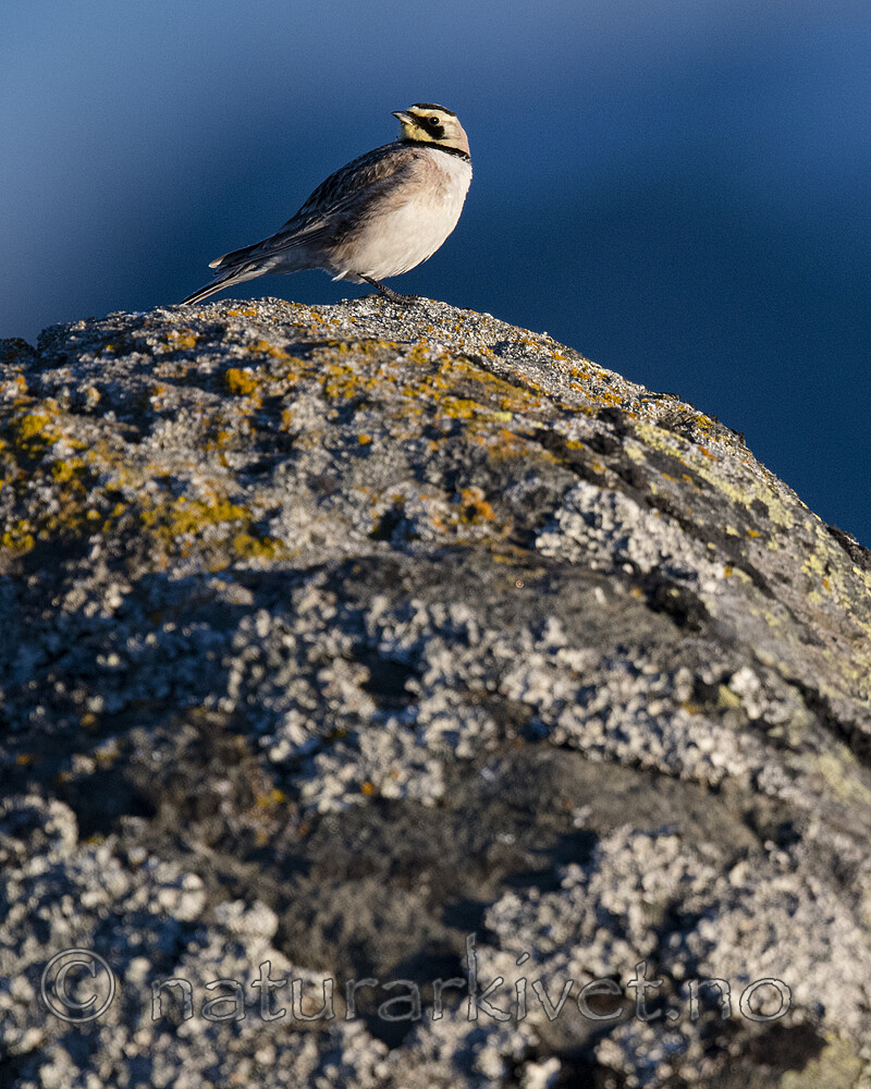 BB_20170627_1334 / Eremophila alpestris / Fjellerke