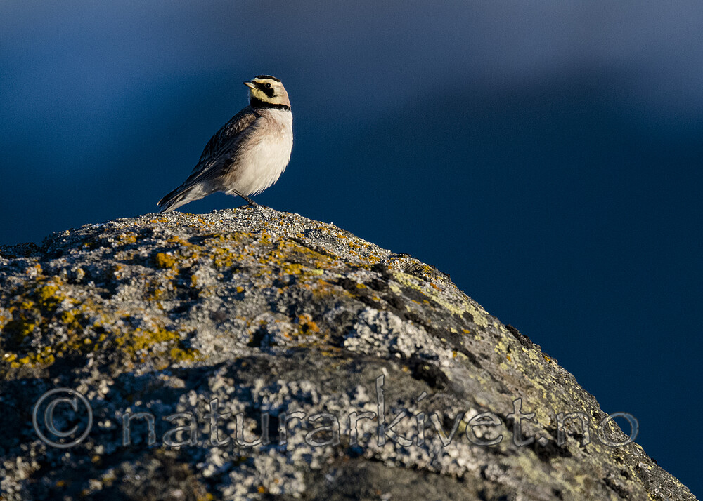 BB_20170627_1363 / Eremophila alpestris / Fjellerke
