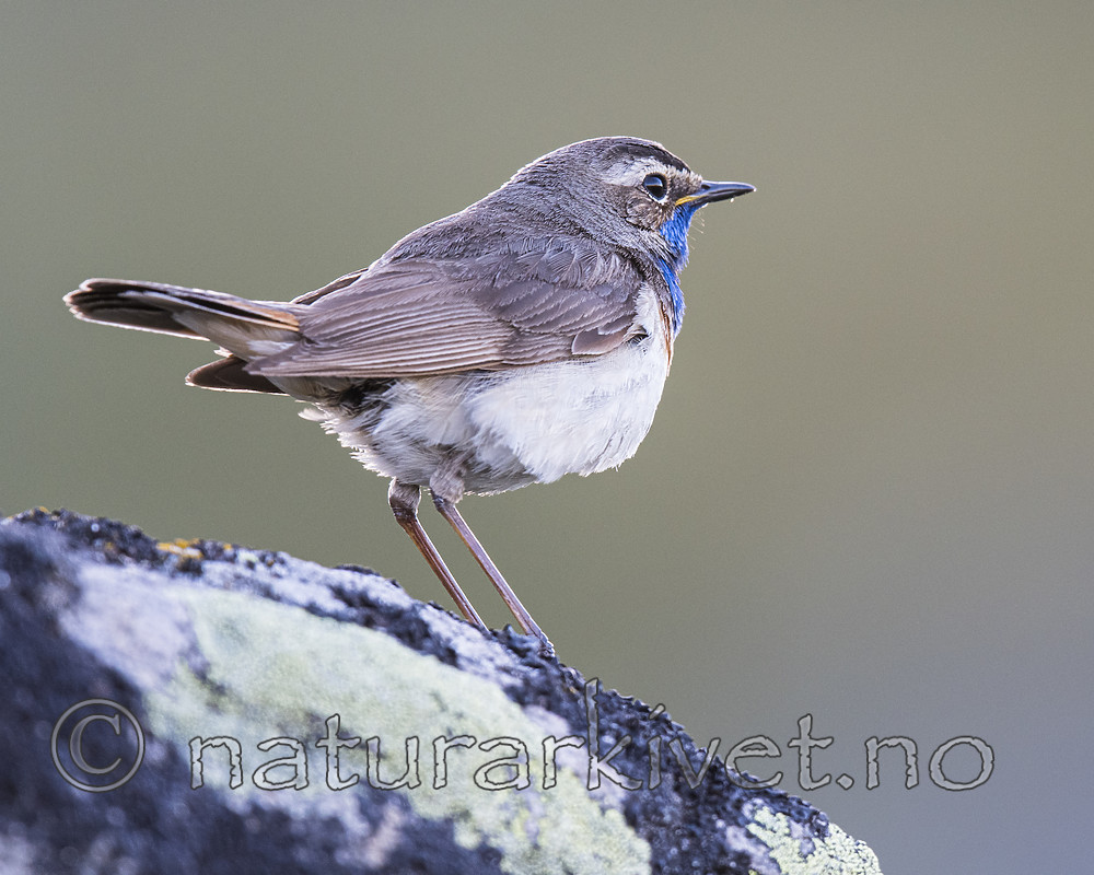 BB_20170628_0064 / Luscinia svecica / Blåstrupe