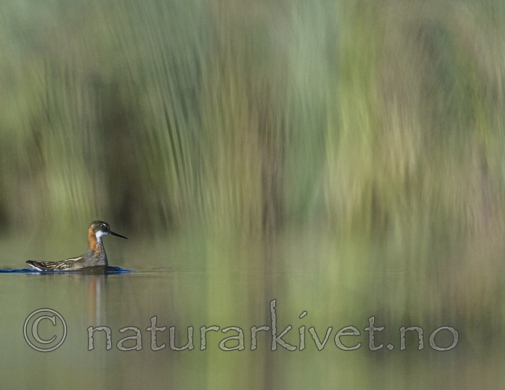 BB_20170628_1059 / Phalaropus lobatus / Svømmesnipe