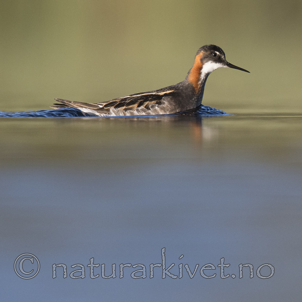 BB_20170628_1422 / Phalaropus lobatus / Svømmesnipe