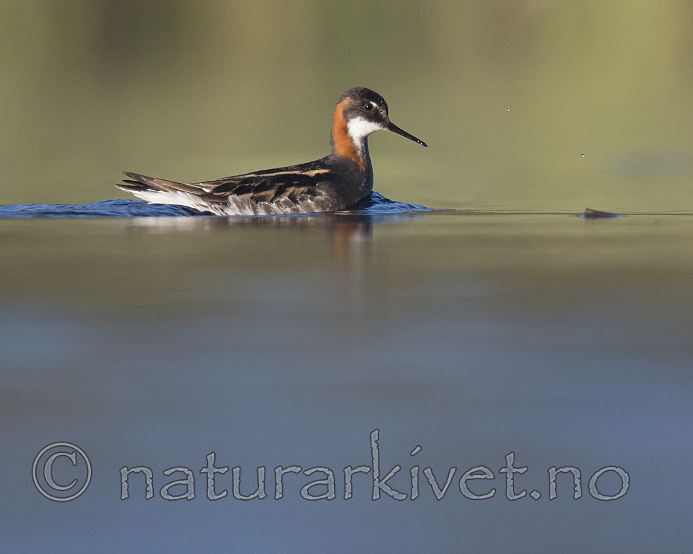 BB_20170628_1427 / Phalaropus lobatus / Svømmesnipe