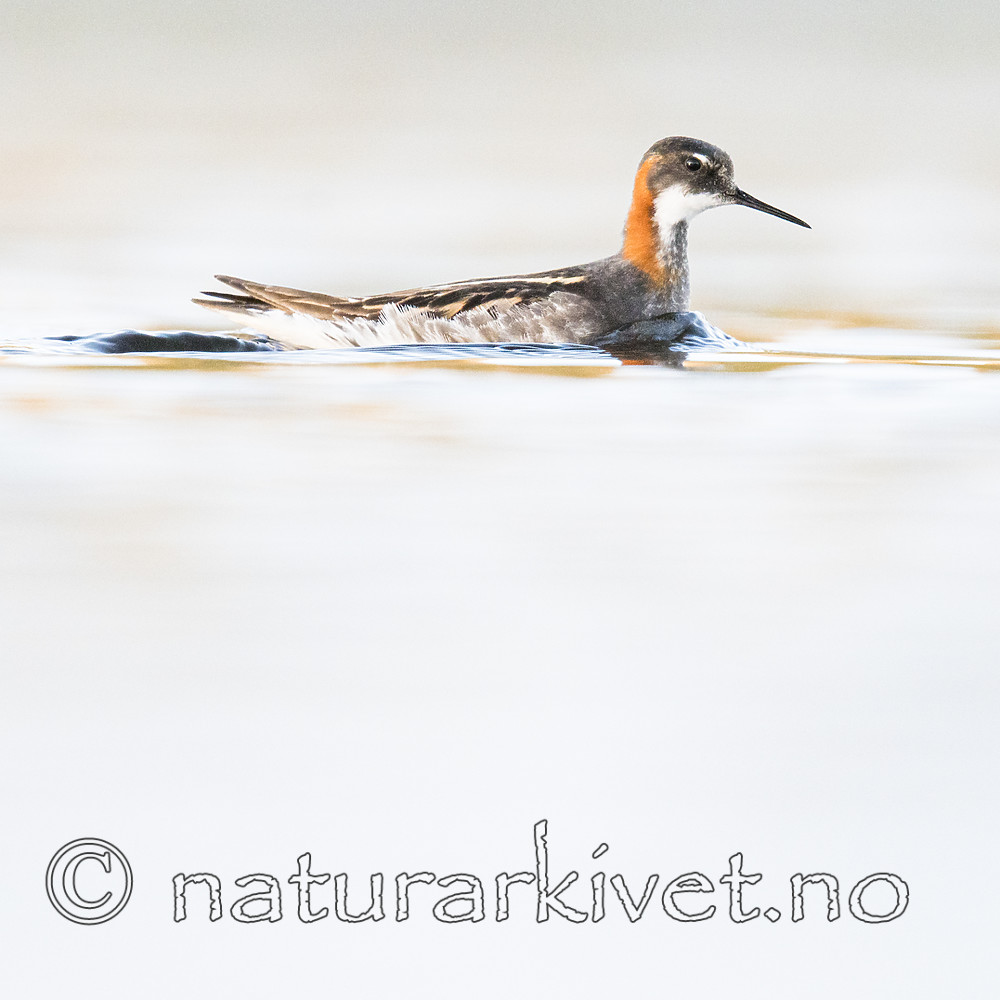 BB_20170628_1517 / Phalaropus lobatus / Svømmesnipe