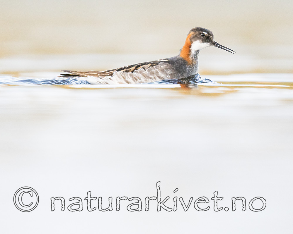 BB_20170628_1519 / Phalaropus lobatus / Svømmesnipe