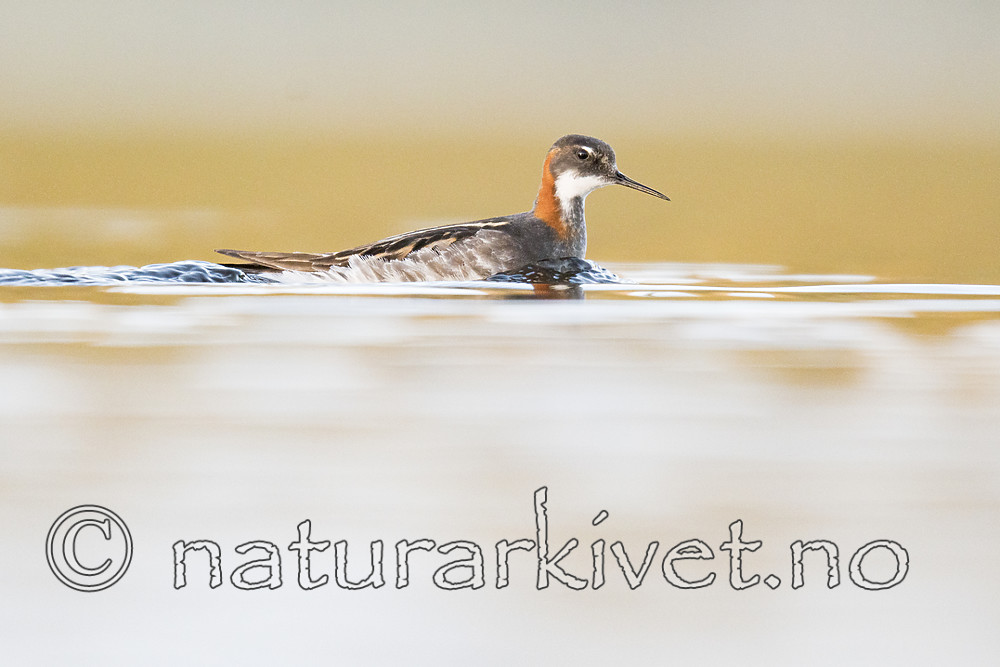 BB_20170628_1527 / Phalaropus lobatus / Svømmesnipe