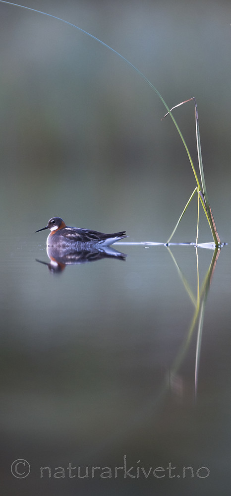 BB_20170628_1599 / Phalaropus lobatus / Svømmesnipe