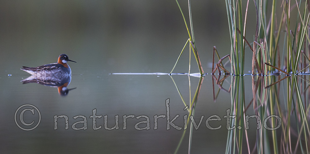 BB_20170628_1605 / Phalaropus lobatus / Svømmesnipe