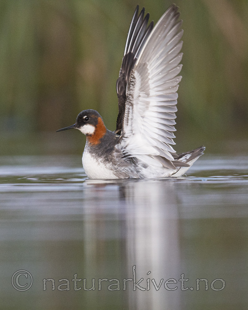 BB_20170628_1652 / Phalaropus lobatus / Svømmesnipe
