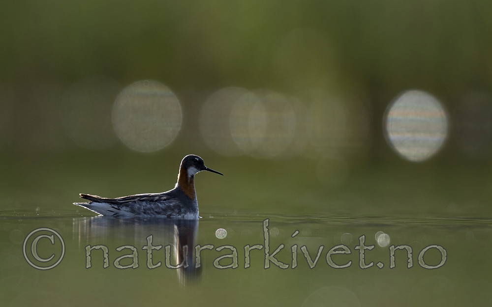 BB_20170629_0068 / Phalaropus lobatus / Svømmesnipe