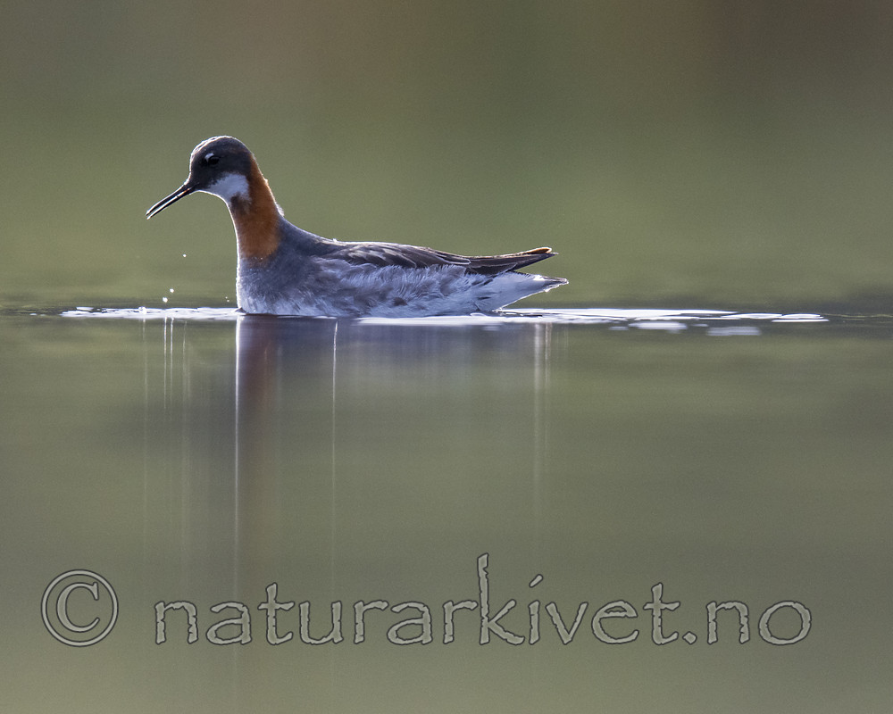 BB_20170629_0096 / Phalaropus lobatus / Svømmesnipe