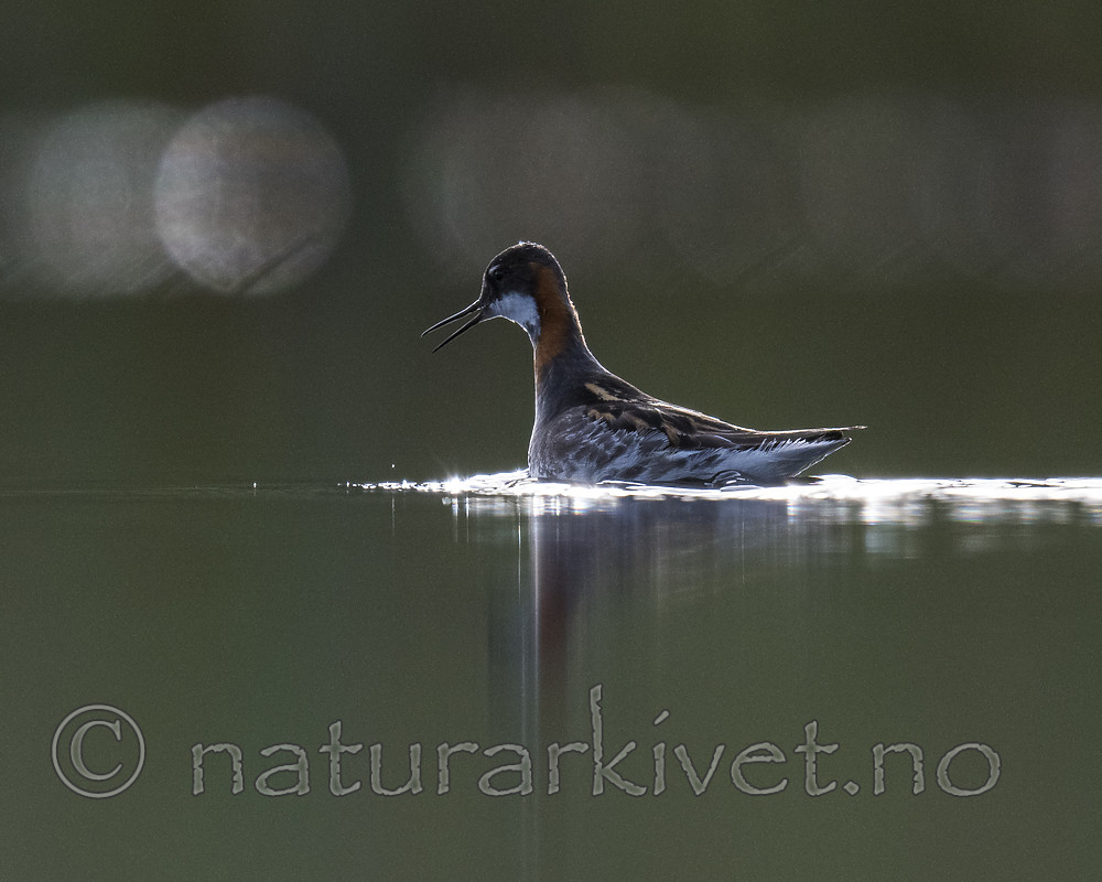 BB_20170629_0148 / Phalaropus lobatus / Svømmesnipe