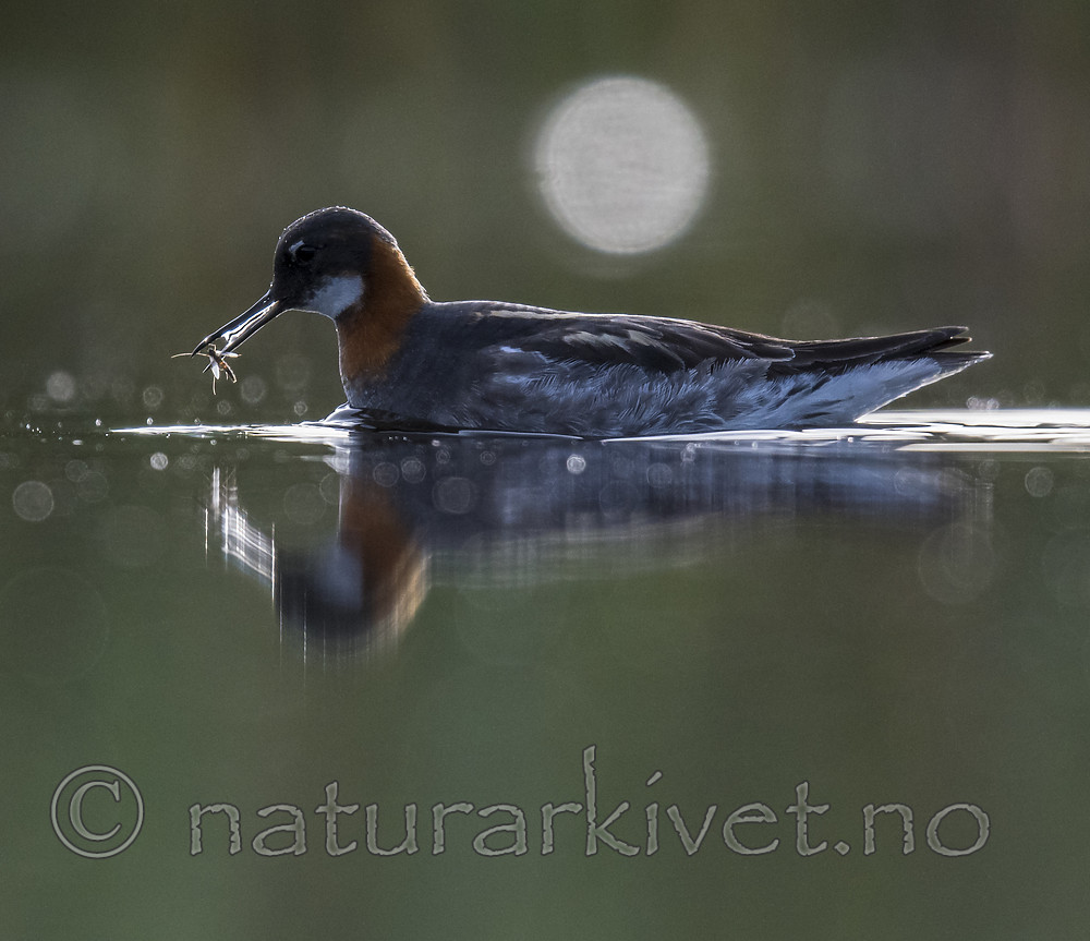BB_20170629_0170 / Phalaropus lobatus / Svømmesnipe