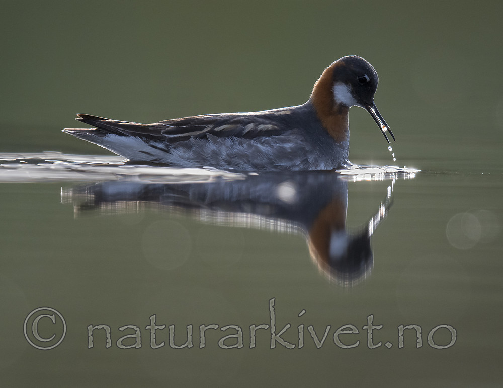 BB_20170629_0188 / Phalaropus lobatus / Svømmesnipe