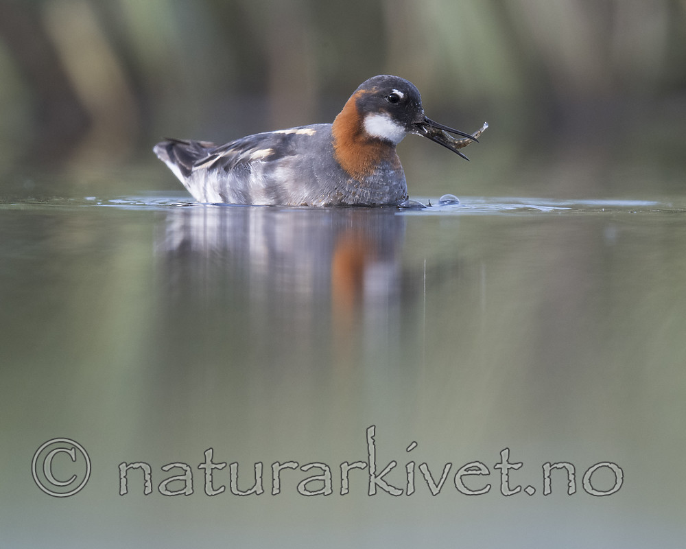 BB_20170629_0828 / Phalaropus lobatus / Svømmesnipe