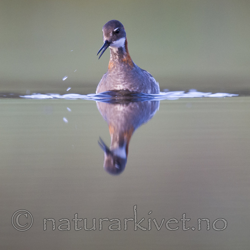 BB_20170629_1301 / Phalaropus lobatus / Svømmesnipe
