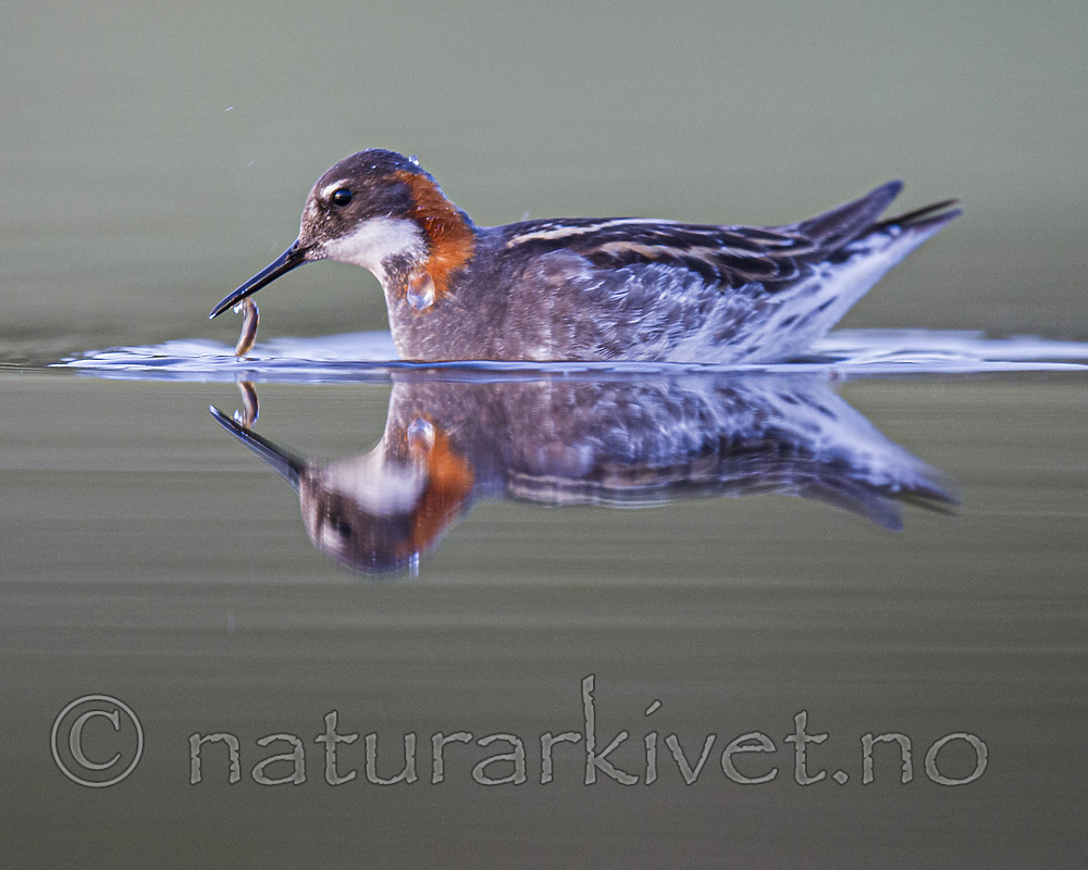 BB_20170629_1309 / Phalaropus lobatus / Svømmesnipe