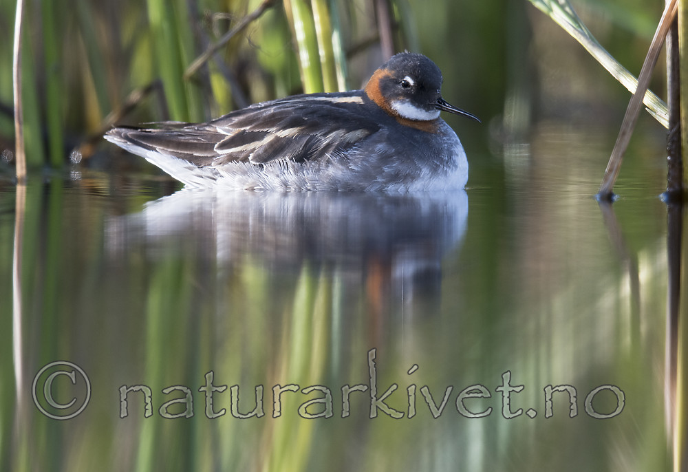 BB_20170630_0435 / Phalaropus lobatus / Svømmesnipe