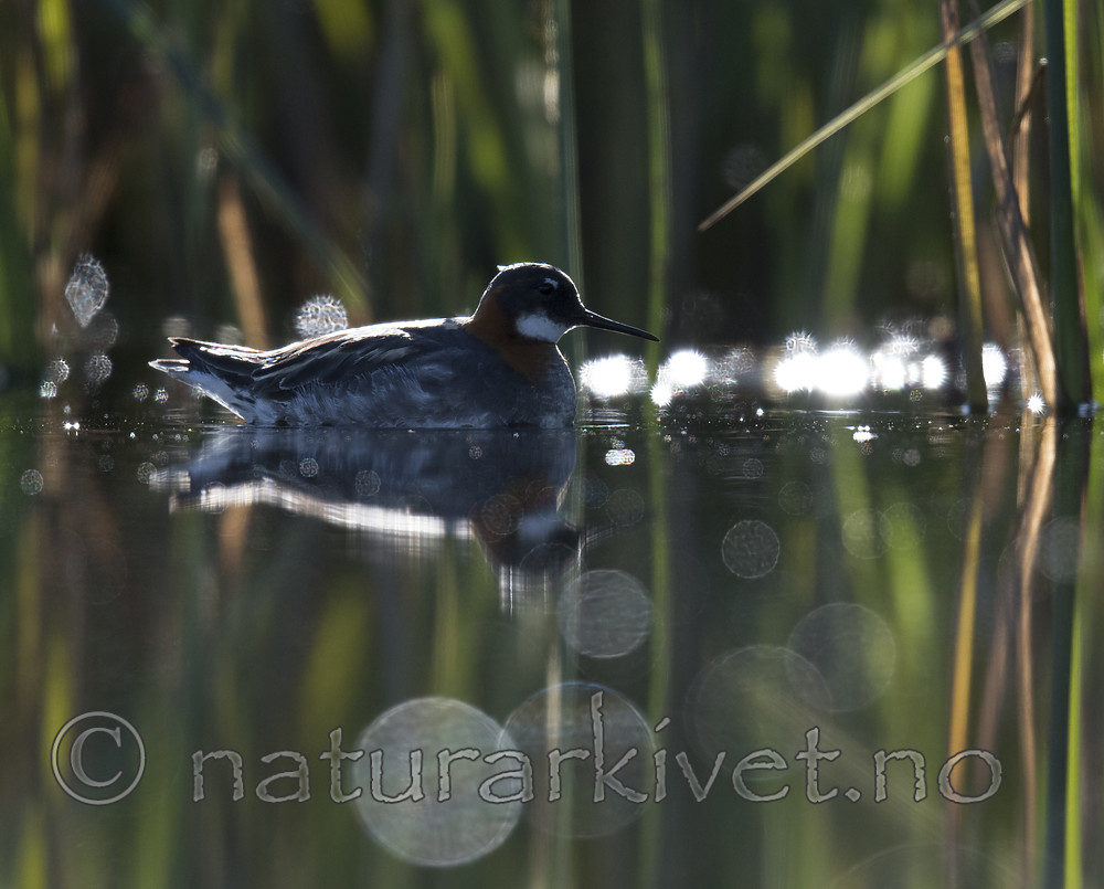 BB_20170630_0619 / Phalaropus lobatus / Svømmesnipe