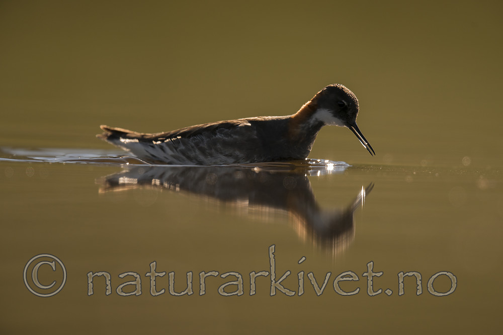 BB_20170630_0762 / Phalaropus lobatus / Svømmesnipe