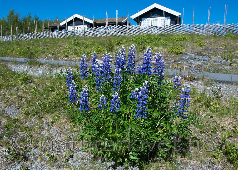 BB_20170630_0863 / Lupinus nootkatensis / Sandlupin
