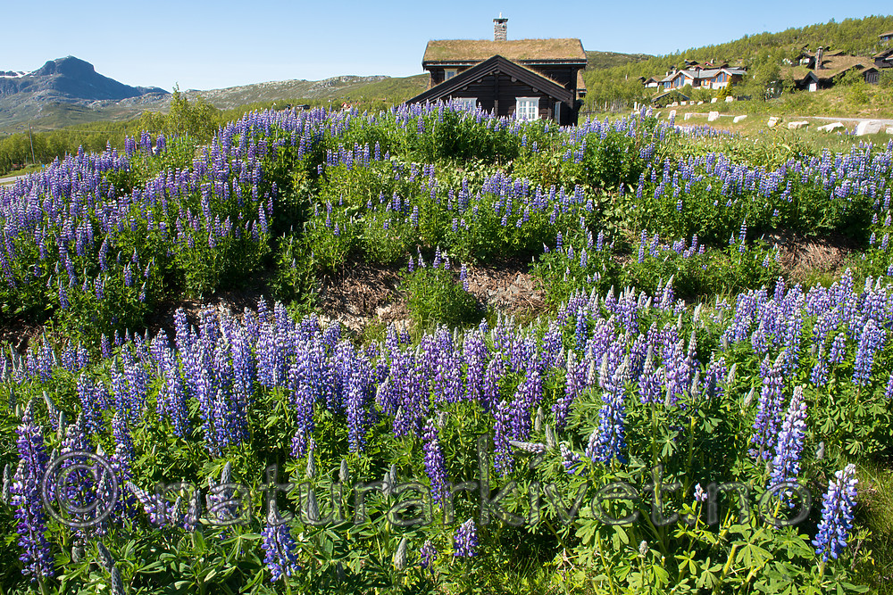BB_20170630_0873 / Lupinus nootkatensis / Sandlupin