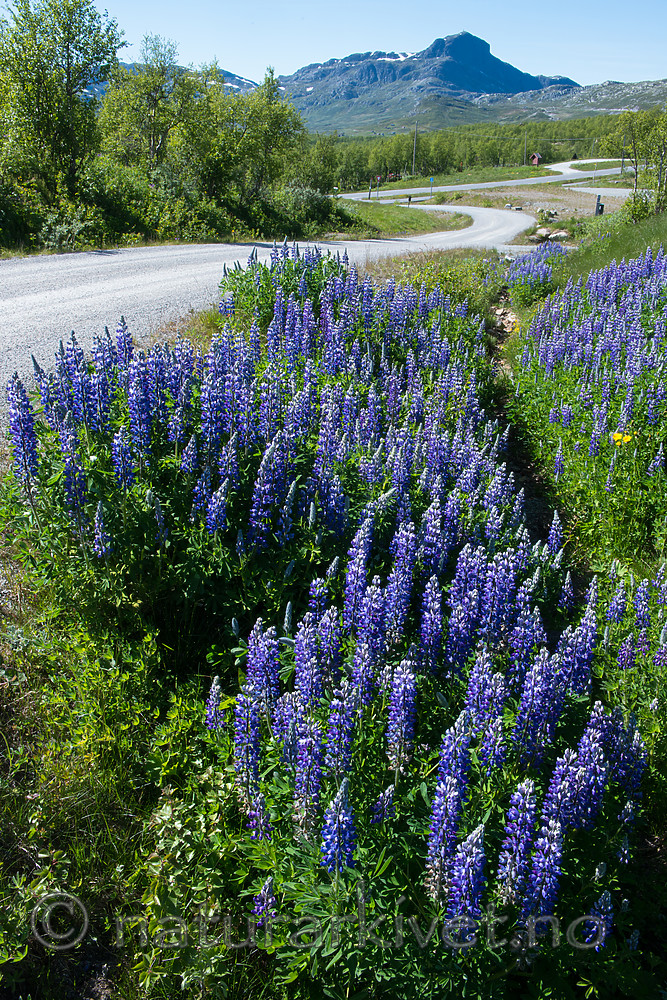 BB_20170630_0875 / Lupinus nootkatensis / Sandlupin