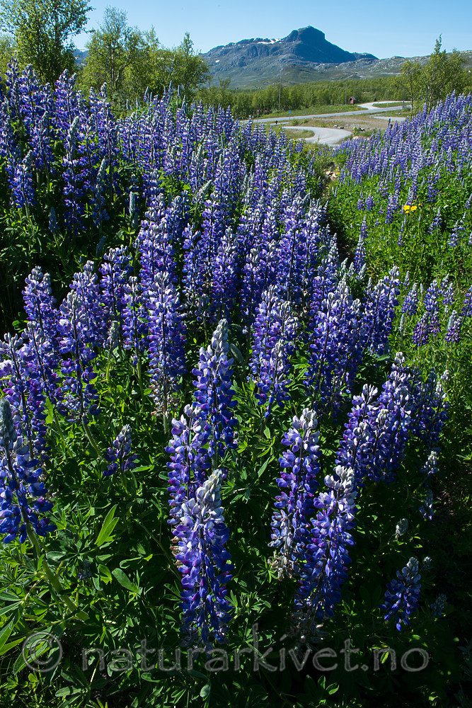 BB_20170630_0889 / Lupinus nootkatensis / Sandlupin