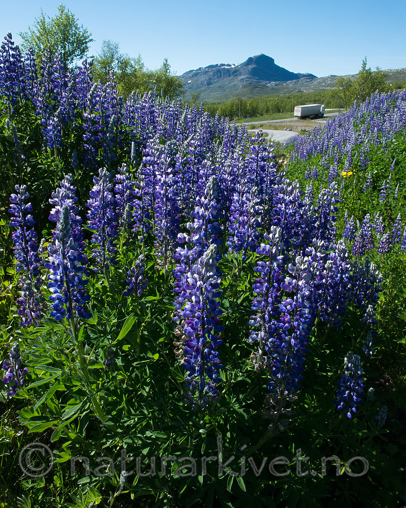 BB_20170630_0893 / Lupinus nootkatensis / Sandlupin