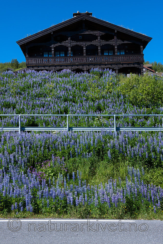 BB_20170630_0898 / Lupinus nootkatensis / Sandlupin